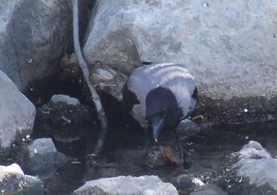 Прикрепленное изображение: sv2.jpg